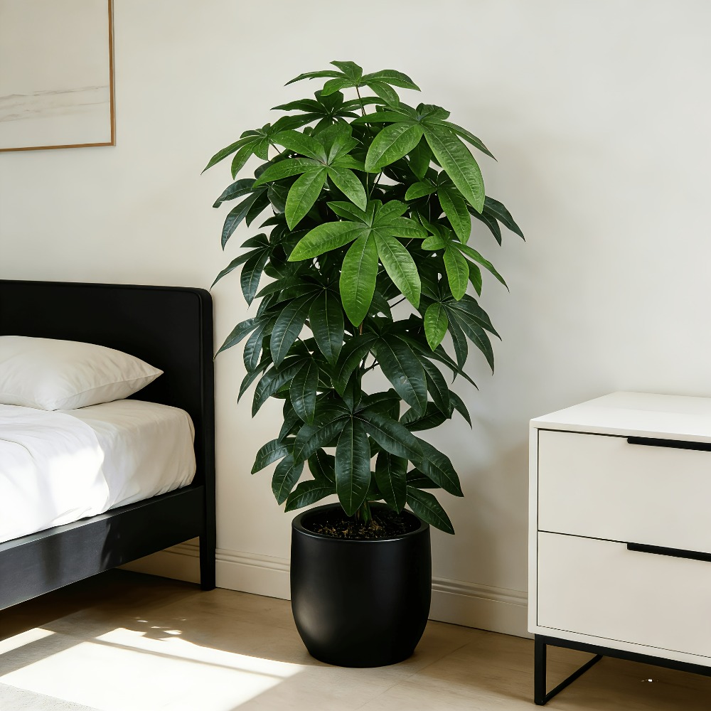 An Artificial Money Tree Pachi - Ficus Lyrata Tree ulasan dan harga